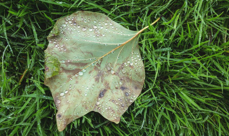 a damaged leave on grass